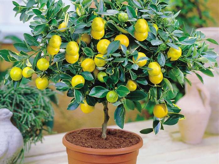 Mbjellja e limonit në vazo