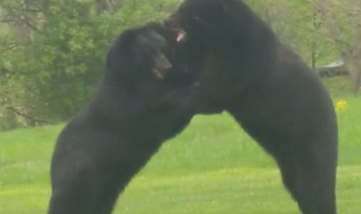 Dy arinj të mëdhenj përleshen në oborrin e shtëpisë (video)