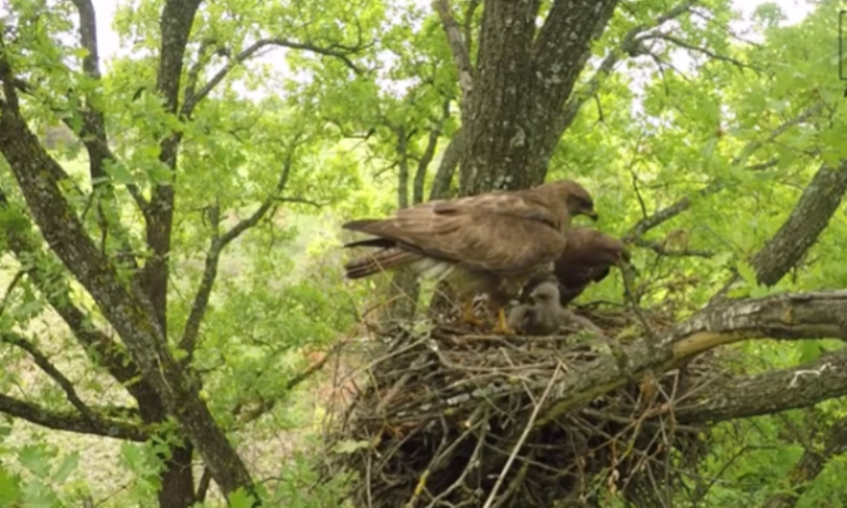 Në Gjilan xhirohet shqiponja duke ushqyer të voglin me hardhucë (video)